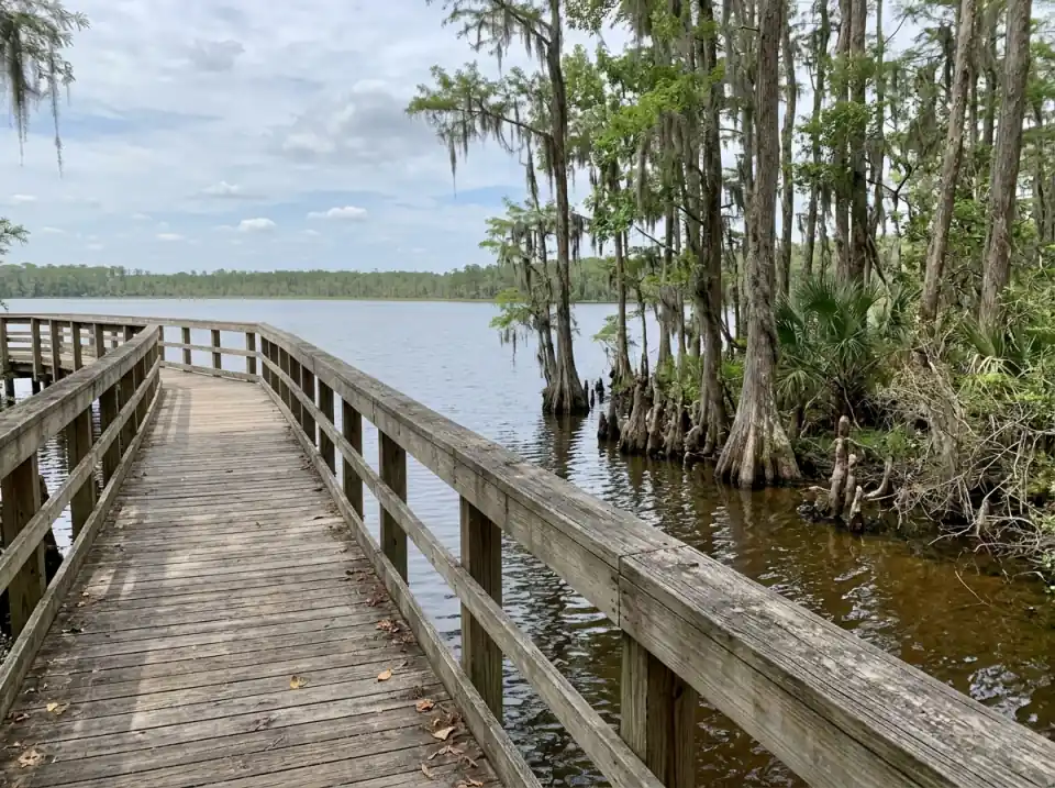 Illustration of a wooden boardwalk running along a calm central Florida lake edged with cypress trees, under scattered clouds