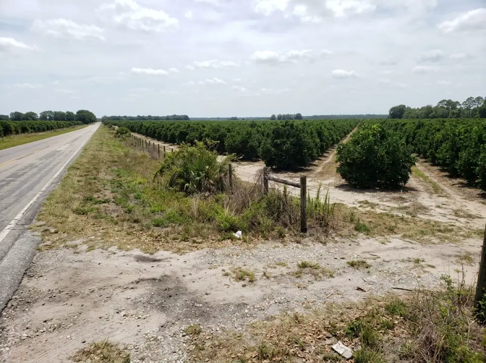 Illustration of rows of citrus trees in flat central Florida country seen from a roadside pull-off