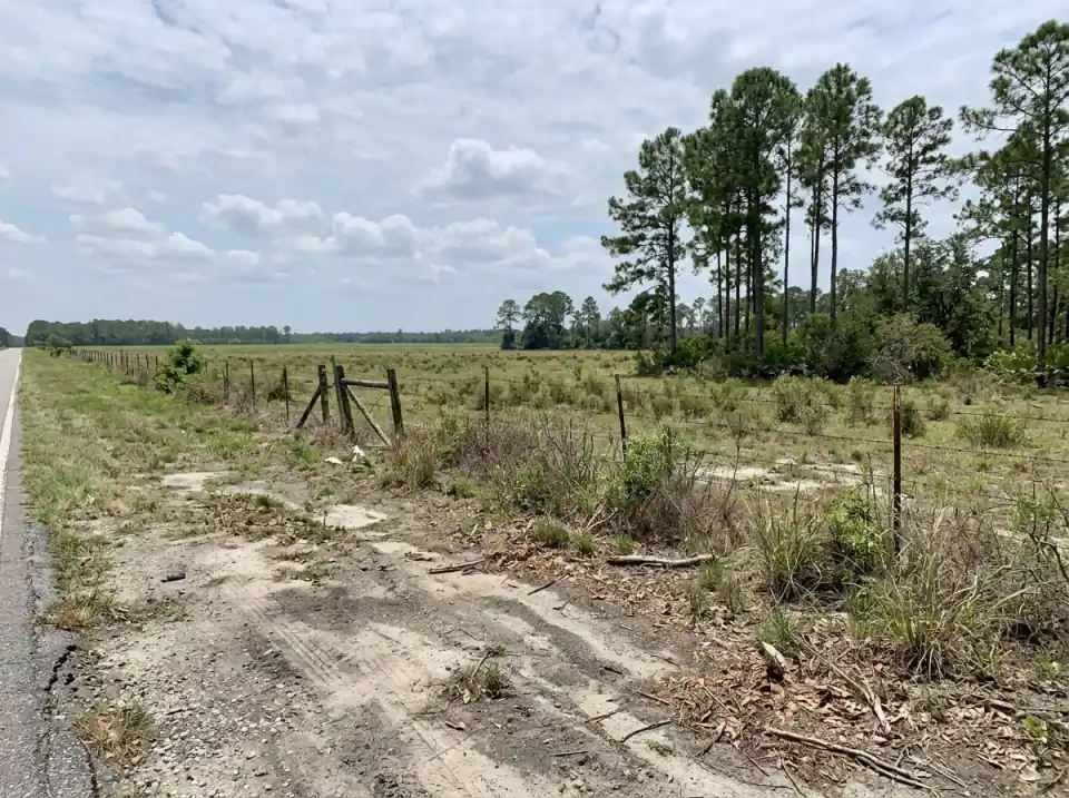 Illustration of flat north Florida farmland and stands of pine trees seen from a quiet highway pull-off
