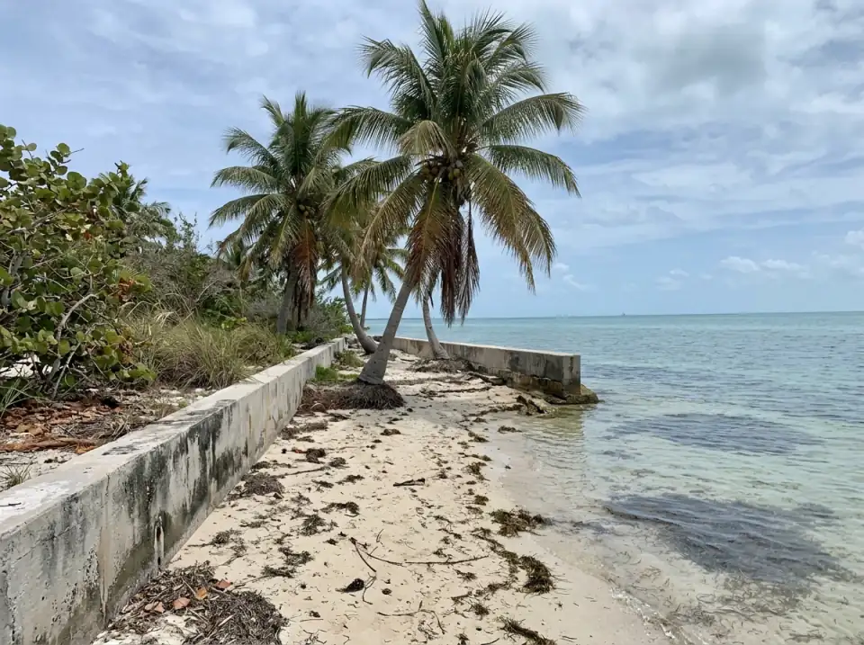 Illustration of a small sandy beach in Key West with a low concrete seawall, a few coconut palms and calm turquoise water
