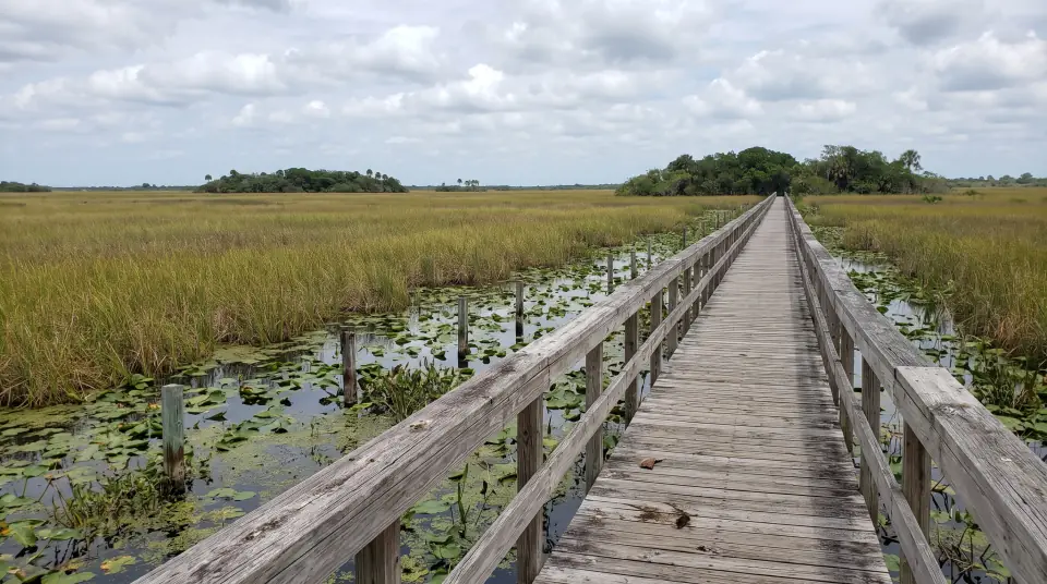 Illustration of a raised wooden boardwalk crossing a sawgrass marsh in the Everglades, tree islands on the horizon and lily pads in the still water