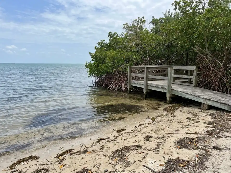 Illustration of a sandy bay shore with seagrass in clear shallow water and a wooden observation deck among mangroves on Key Biscayne