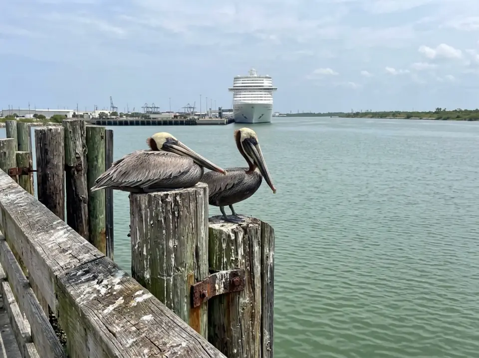 Illustration of two brown pelicans on weathered pier pilings at Port Canaveral, a white cruise ship docked far across the green water