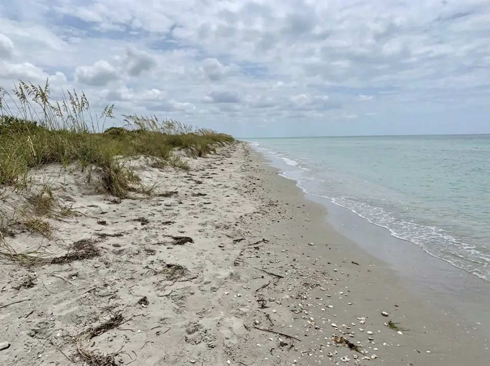 Illustration of a quiet Gulf Coast beach in Southwest Florida with sea oats on low dunes, shells along the waterline and calm pale water