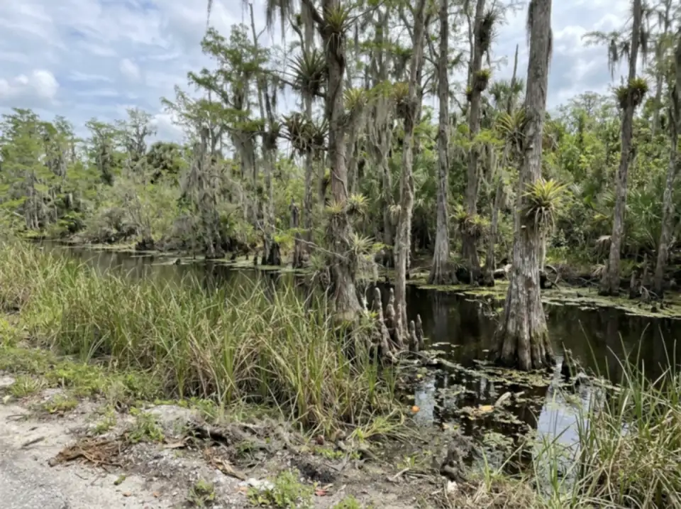 Illustration of Big Cypress swamp seen from a roadside pull-off, bald cypress trees with air plants, dark water in a canal and sawgrass in front