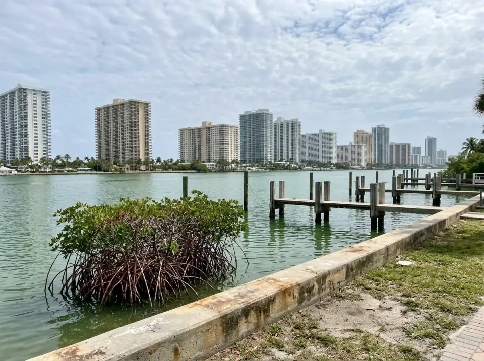 Illustration of the Intracoastal Waterway at Hallandale Beach seen from a waterfront park, with mangroves, empty docks and condo towers across the water