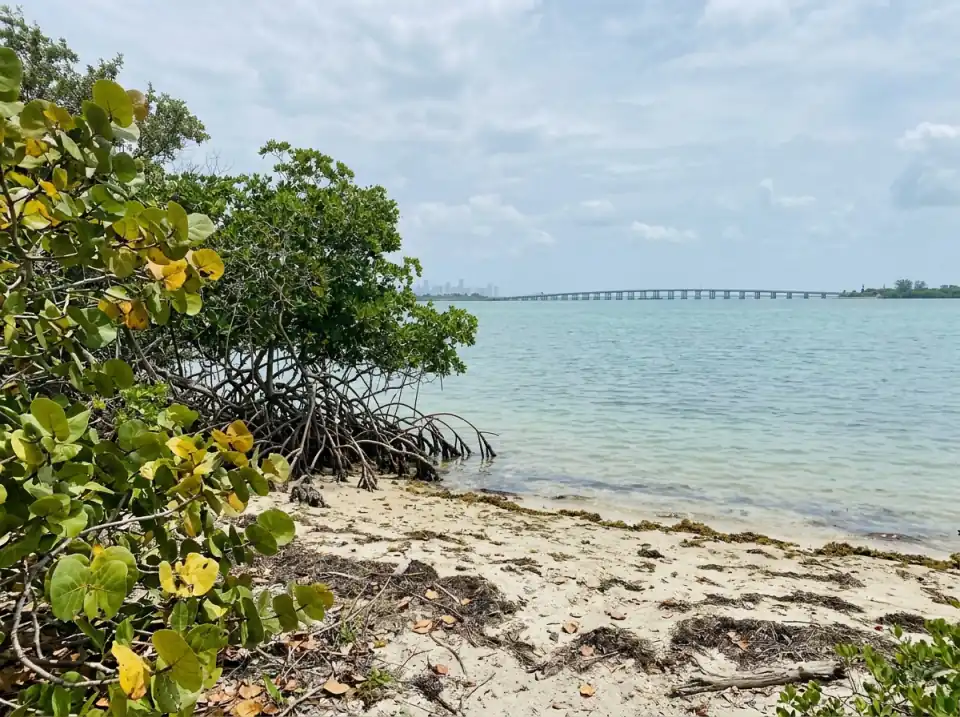 Illustration of a mangrove shoreline on Virginia Key, with calm Biscayne Bay, a long low bridge and the Miami skyline in the distance
