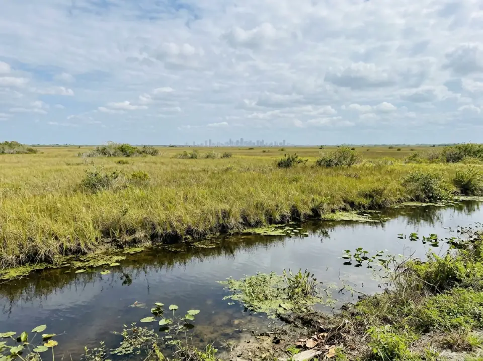 Illustration of flat Everglades sawgrass and a still canal at the western edge of Miami, with city towers faint on the far horizon