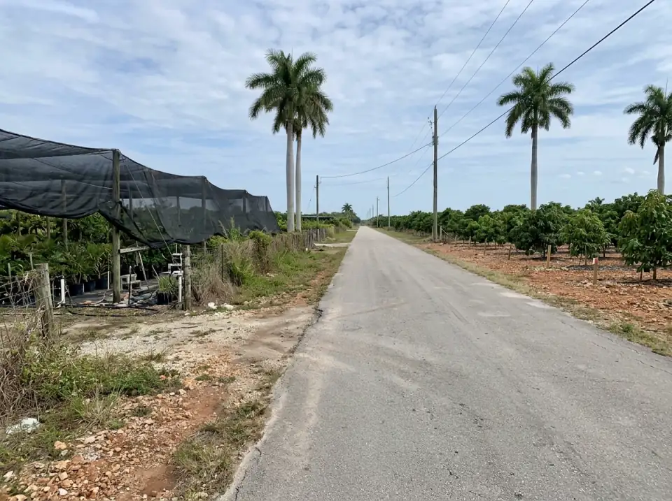 Illustration of a quiet country road through the Redland farm area of south Miami-Dade, with a shade-cloth plant nursery, fruit trees and royal palms