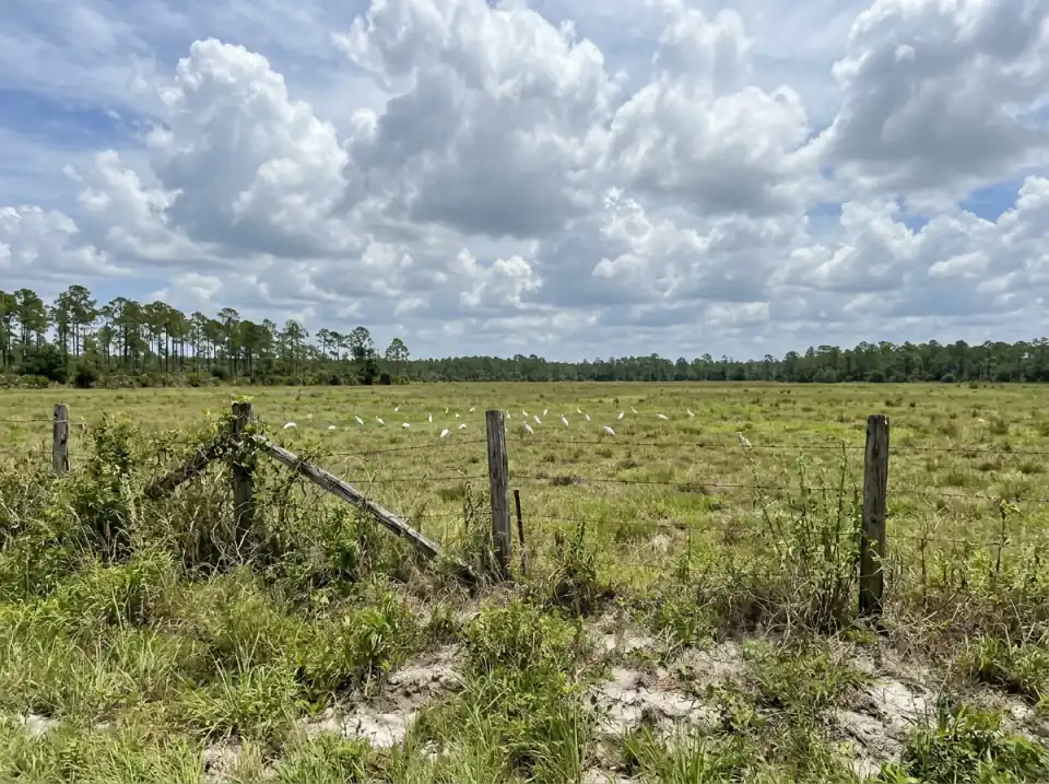 Illustration of flat Central Florida pasture and pine flatwoods seen from a roadside pull-off, a wire fence in front and white egrets in the grass under big clouds