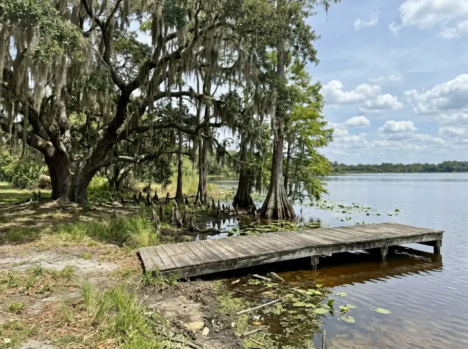 Illustration of a Central Florida lakeshore with cypress trees, a live oak hung with Spanish moss and a short wooden dock over still water