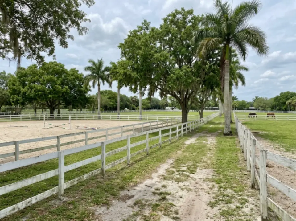 Illustration of white board fences around green paddocks and a sand riding ring under live oaks and royal palms in western Palm Beach County horse country