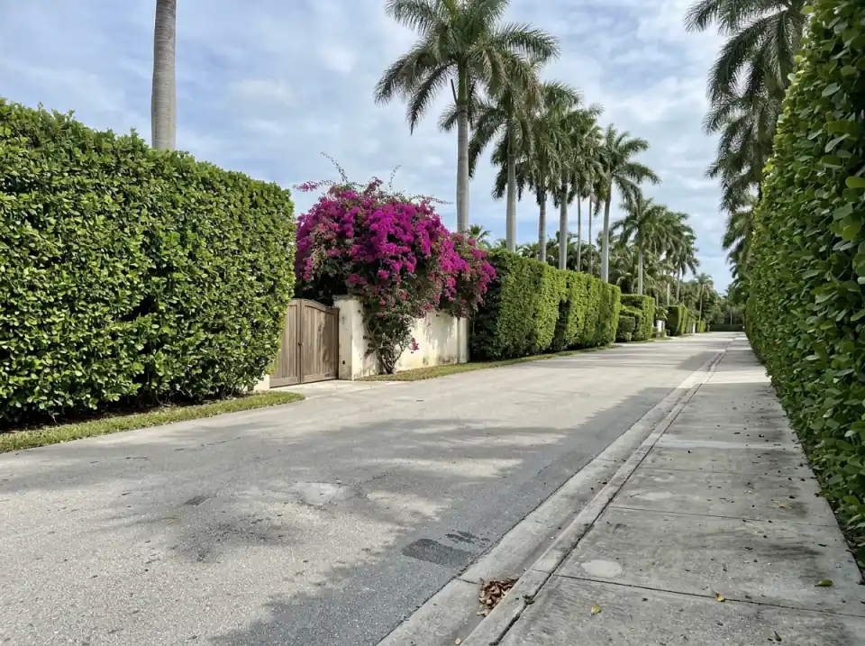Illustration of a quiet Palm Beach street lined with tall clipped hedges, royal palms and bougainvillea over a wall beside a wooden gate