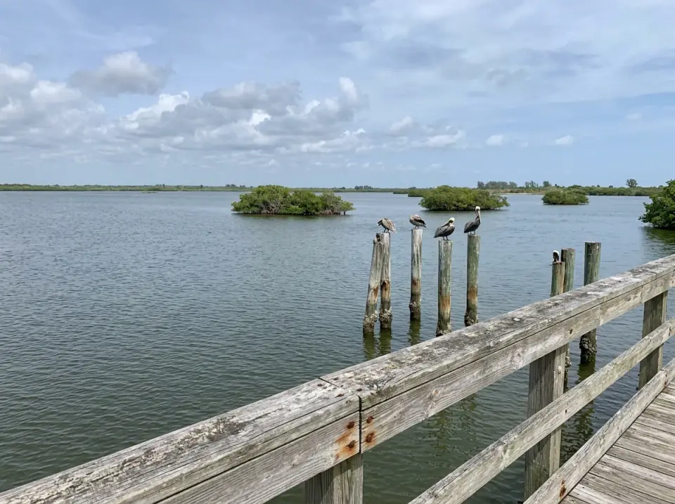 Illustration of a calm Space Coast lagoon seen from a weathered fishing pier, brown pelicans on wooden pilings and small mangrove islands in the water