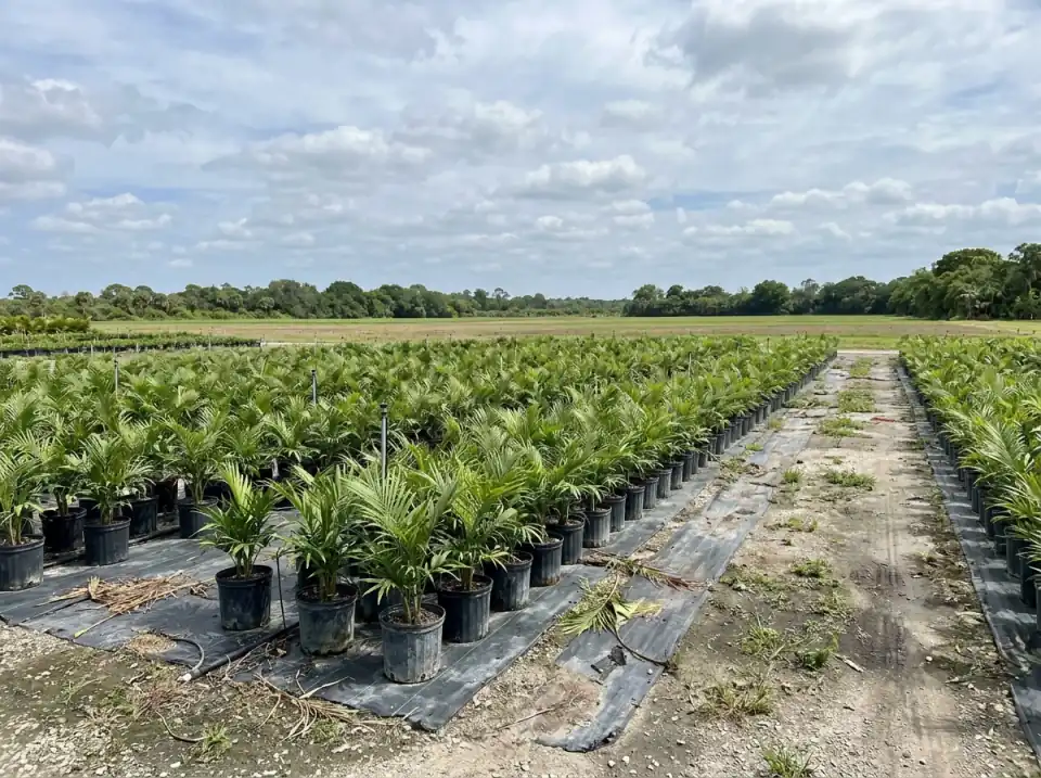 Illustration of rows of young potted palms in a plant nursery among flat farm fields in south Miami-Dade under a wide sky
