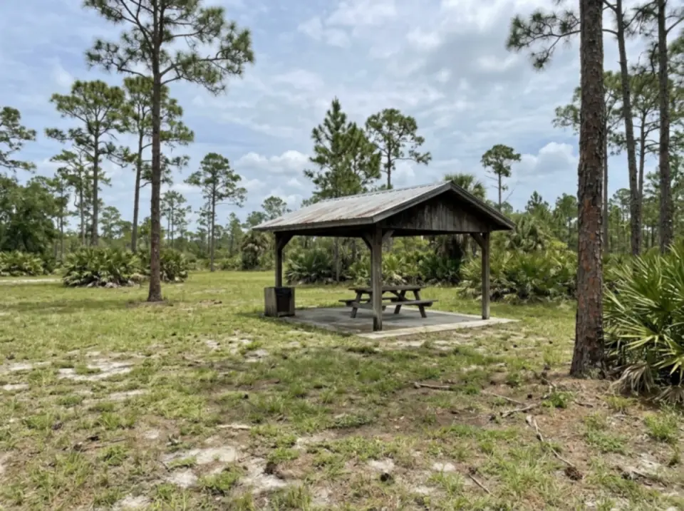 Illustration of an empty rest area lawn with a picnic shelter among tall pine flatwoods in Florida