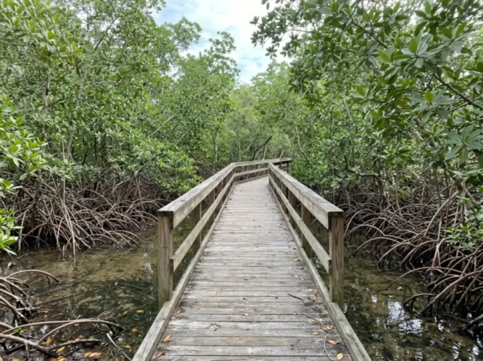 Illustration of a raised wooden boardwalk winding through a red mangrove forest in a South Florida park, roots arching into clear shallow water
