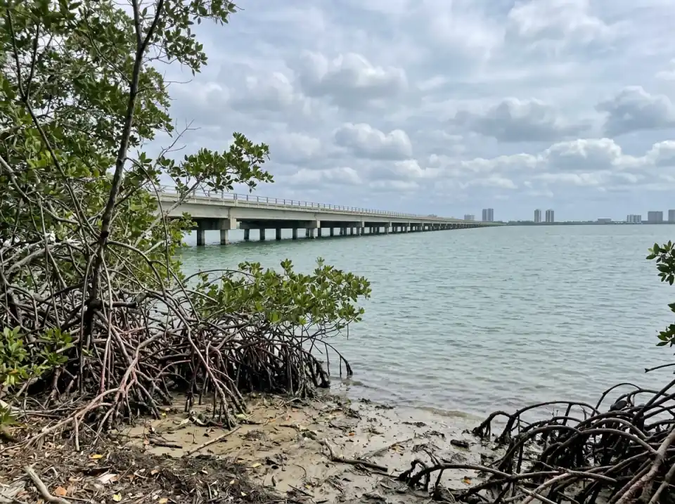 Illustration of a long low bridge across Biscayne Bay seen from a mangrove shoreline on the Miami mainland, towers on the far side