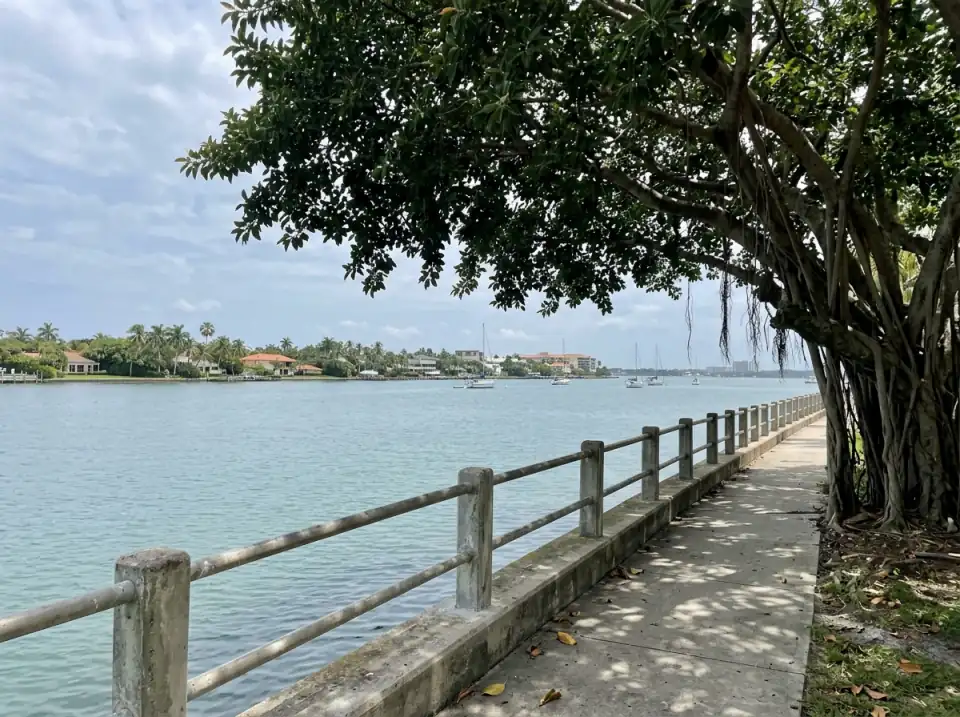 Illustration of the calm Lake Worth Lagoon seen from the West Palm Beach waterfront path, a big ficus tree overhead and Palm Beach island across the water