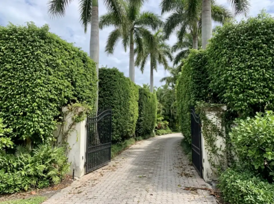 Illustration of a narrow estate drive on Palm Beach island between tall clipped hedges, an open black iron gate and royal palms